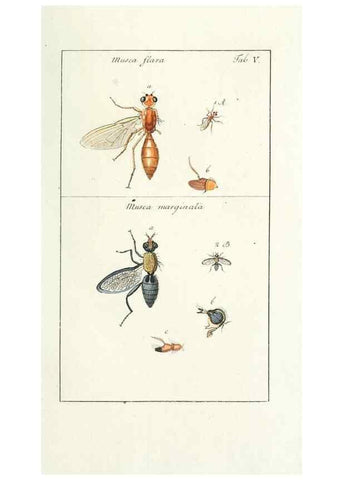 Reproducción/Reproduction 49580380192: Genres des mouches diptères représentés en XLII. planches projettées et dessinées. Zuric, Orell :Fueslie et compagnie,1803.. 