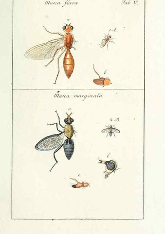 Reproducción/Reproduction 49580380192: Genres des mouches diptères représentés en XLII. planches projettées et dessinées. Zuric, Orell :Fueslie et compagnie,1803.. 
