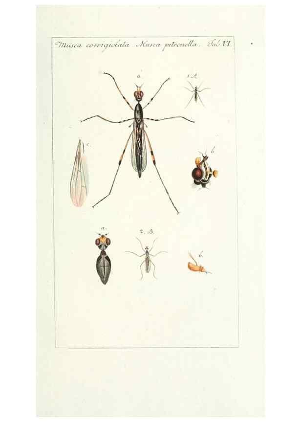 Reproducción/Reproduction 49579653178: Genres des mouches diptères représentés en XLII. planches projettées et dessinées. Zuric, Orell :Fueslie et compagnie,1803.. 