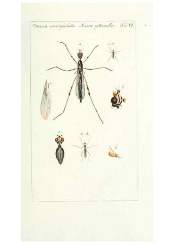 Reproducción/Reproduction 49579653178: Genres des mouches diptères représentés en XLII. planches projettées et dessinées. Zuric, Orell :Fueslie et compagnie,1803.. 