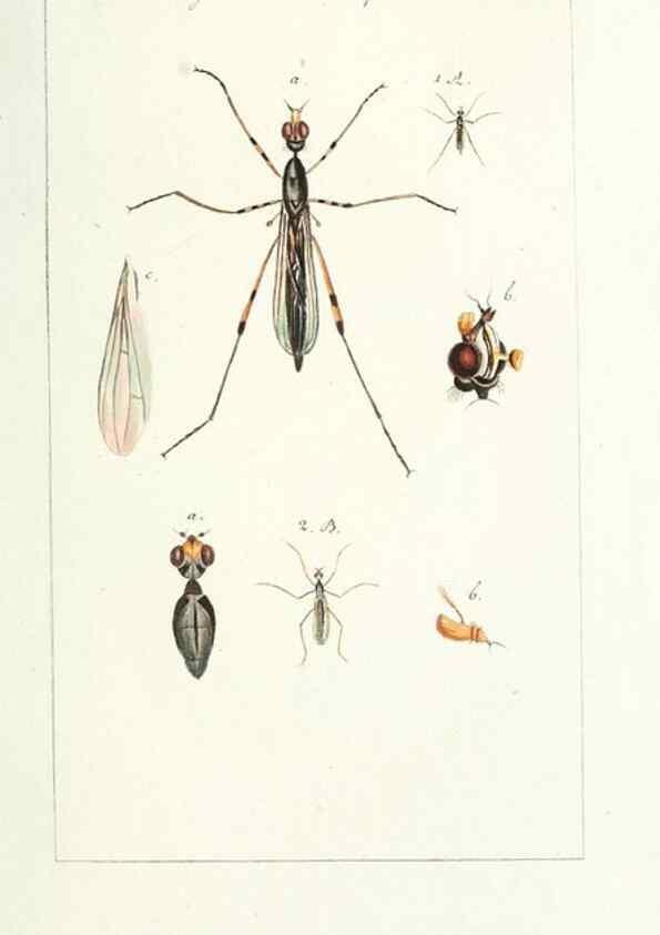 Reproducción/Reproduction 49579653178: Genres des mouches diptères représentés en XLII. planches projettées et dessinées. Zuric, Orell :Fueslie et compagnie,1803.. 