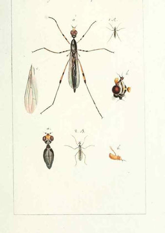Reproducción/Reproduction 49579653178: Genres des mouches diptères représentés en XLII. planches projettées et dessinées. Zuric, Orell :Fueslie et compagnie,1803.. 