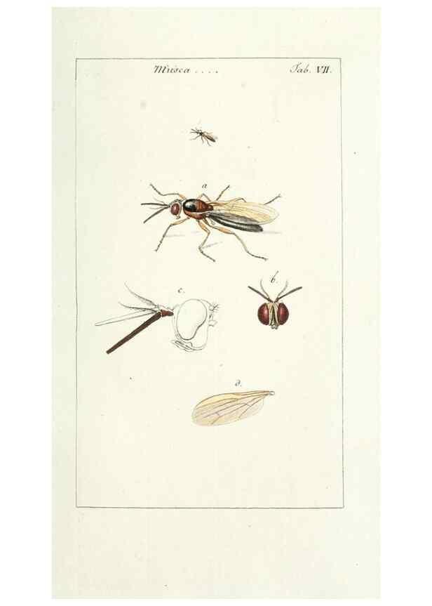 Reproducción/Reproduction 49579653593: Genres des mouches diptères représentés en XLII. planches projettées et dessinées. Zuric, Orell :Fueslie et compagnie,1803.. 