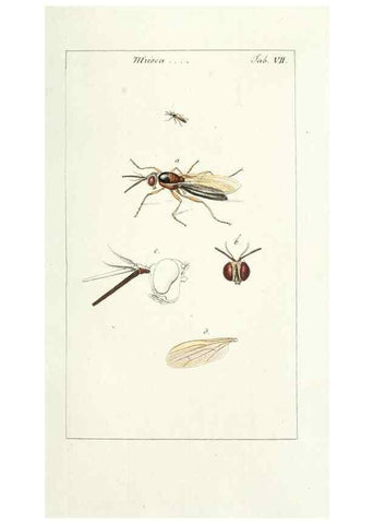 Reproducción/Reproduction 49579653593: Genres des mouches diptères représentés en XLII. planches projettées et dessinées. Zuric, Orell :Fueslie et compagnie,1803.. 