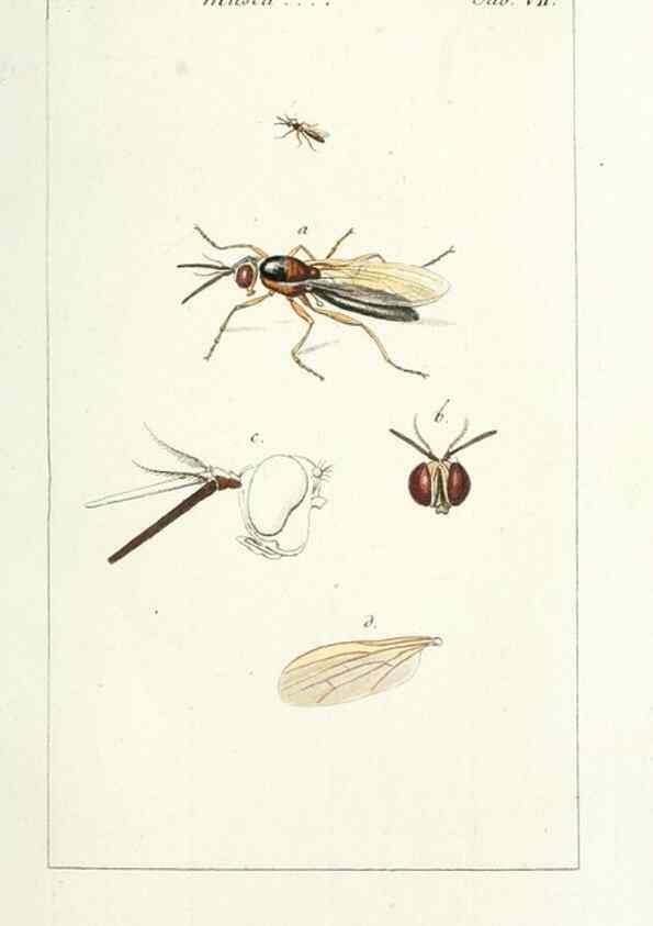 Reproducción/Reproduction 49579653593: Genres des mouches diptères représentés en XLII. planches projettées et dessinées. Zuric, Orell :Fueslie et compagnie,1803.. 