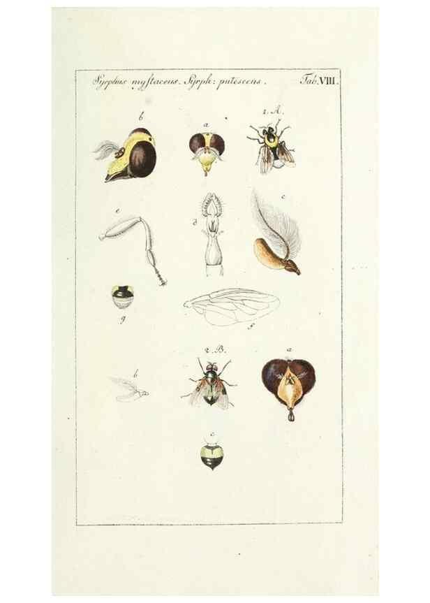 Reproducción/Reproduction 49580153296: Genres des mouches diptères représentés en XLII. planches projettées et dessinées. Zuric, Orell :Fueslie et compagnie,1803.. 