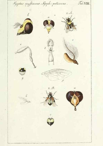 Reproducción/Reproduction 49580153296: Genres des mouches diptères représentés en XLII. planches projettées et dessinées. Zuric, Orell :Fueslie et compagnie,1803.. 