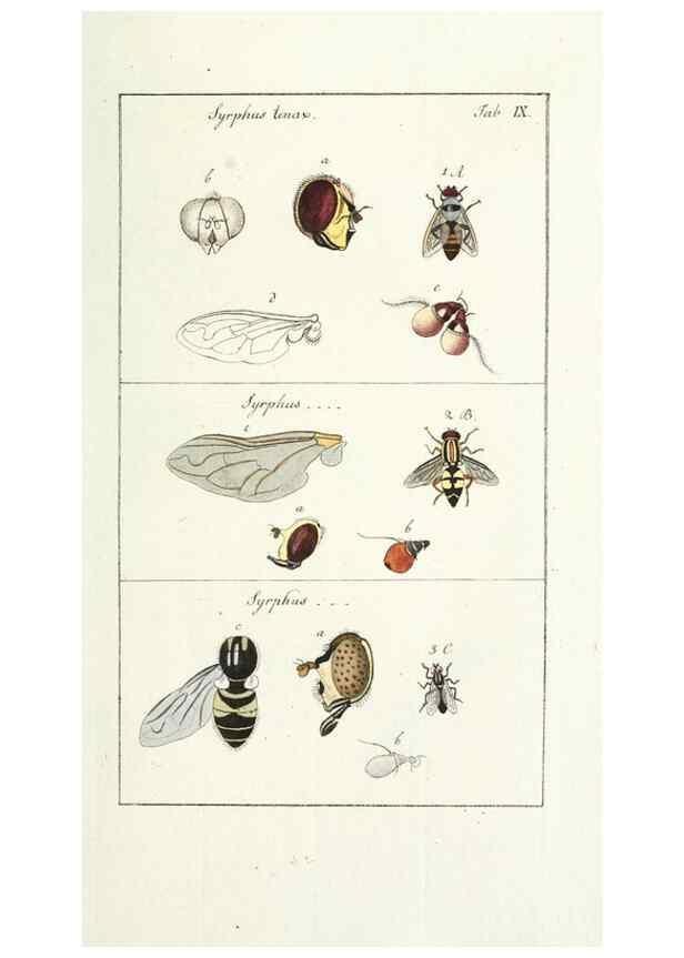 Reproducción/Reproduction 49579654273: Genres des mouches diptères représentés en XLII. planches projettées et dessinées. Zuric, Orell :Fueslie et compagnie,1803.. 