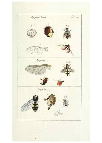Reproducción/Reproduction 49579654273: Genres des mouches diptères représentés en XLII. planches projettées et dessinées. Zuric, Orell :Fueslie et compagnie,1803.. 