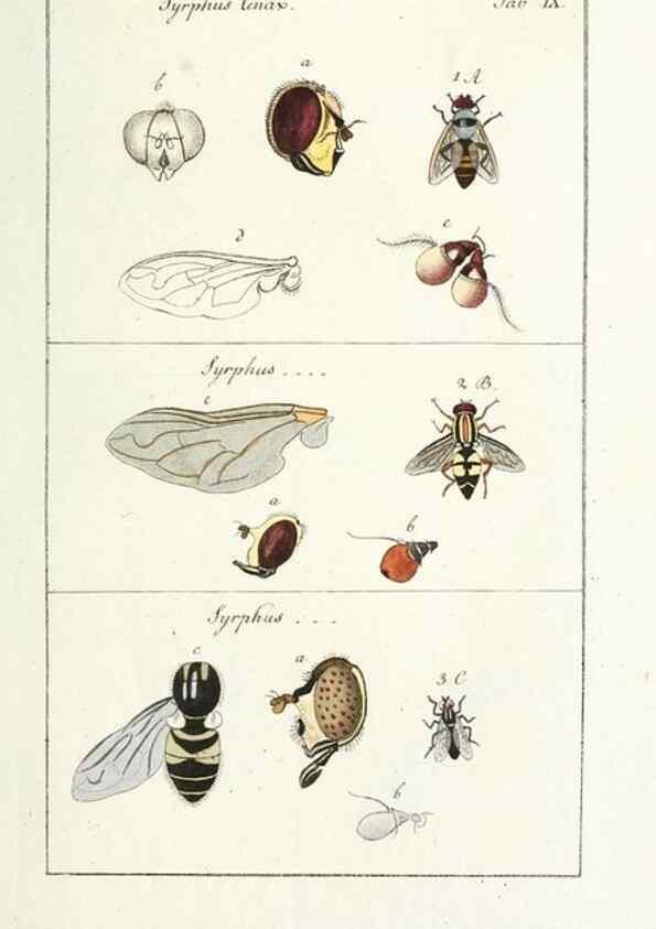 Reproducción/Reproduction 49579654273: Genres des mouches diptères représentés en XLII. planches projettées et dessinées. Zuric, Orell :Fueslie et compagnie,1803.. 