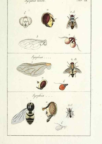 Reproducción/Reproduction 49579654273: Genres des mouches diptères représentés en XLII. planches projettées et dessinées. Zuric, Orell :Fueslie et compagnie,1803.. 