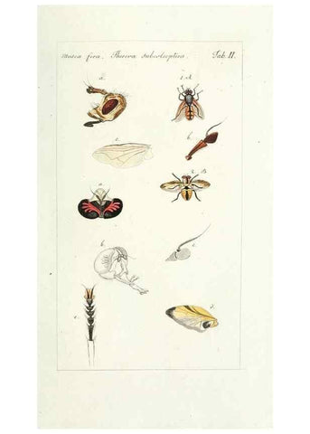 Reproducción/Reproduction 49579651408: Genres des mouches diptères représentés en XLII. planches projettées et dessinées. Zuric, Orell :Fueslie et compagnie,1803.. 