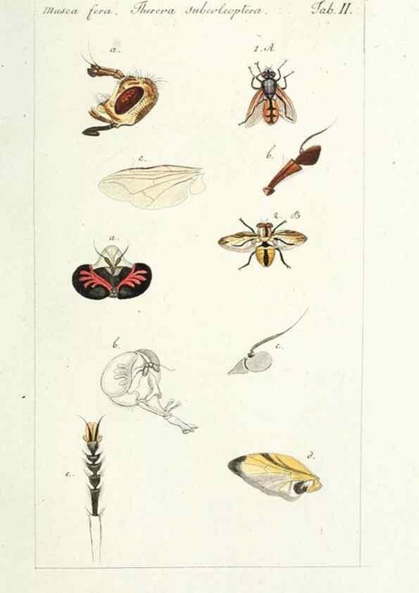 Reproducción/Reproduction 49579651408: Genres des mouches diptères représentés en XLII. planches projettées et dessinées. Zuric, Orell :Fueslie et compagnie,1803.. 