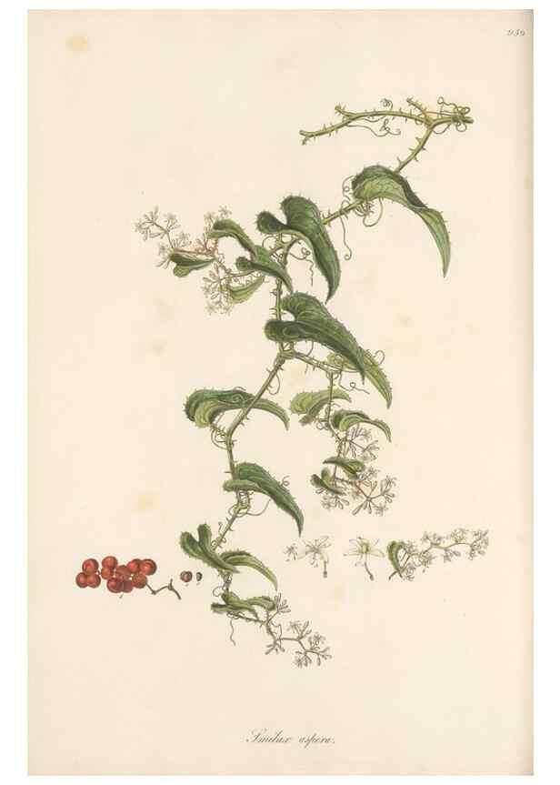 Reproducción/Reproduction 49580331357: Flora Graeca, sive, Plantarum rariorum historia, quas in provinciis aut insulis Graeciae /. Londini :Typis Richardi Taylor et socii, in Vico Shoe-Lane :MDCCCVI-MDCCCXL [1806-1840].. 