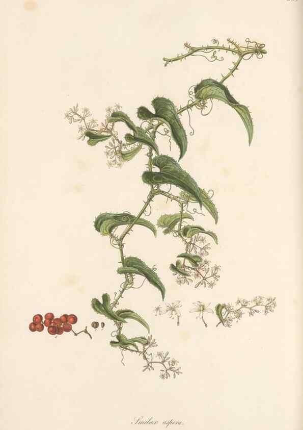 Reproducción/Reproduction 49580331357: Flora Graeca, sive, Plantarum rariorum historia, quas in provinciis aut insulis Graeciae /. Londini :Typis Richardi Taylor et socii, in Vico Shoe-Lane :MDCCCVI-MDCCCXL [1806-1840].. 