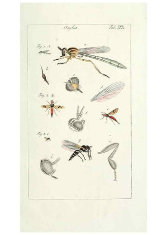 Reproducción/Reproduction 49579661993: Genres des mouches diptères représentés en XLII. planches projettées et dessinées. Zuric, Orell :Fueslie et compagnie,1803.. 