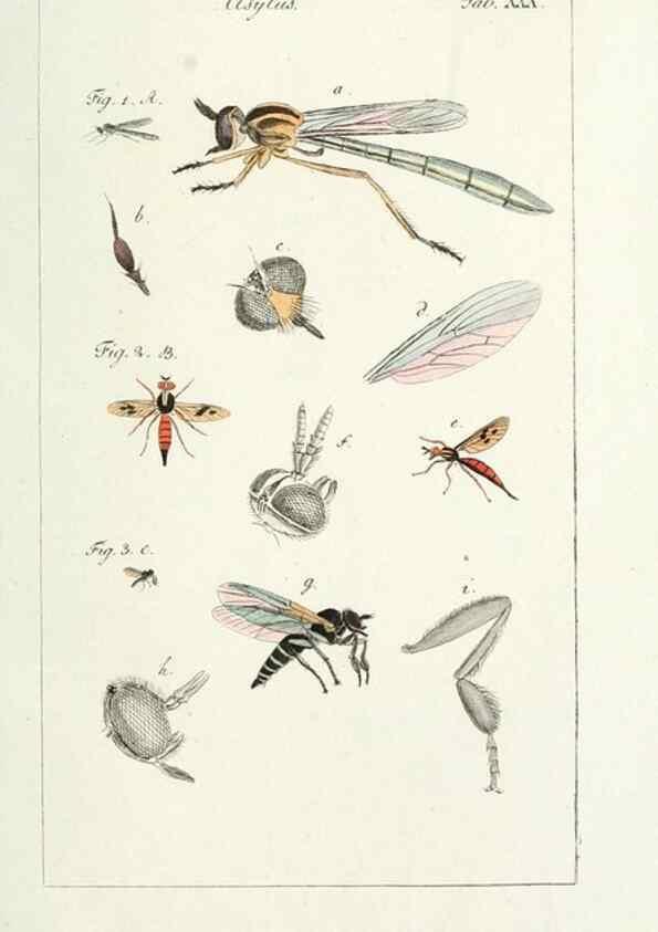 Reproducción/Reproduction 49579661993: Genres des mouches diptères représentés en XLII. planches projettées et dessinées. Zuric, Orell :Fueslie et compagnie,1803.. 