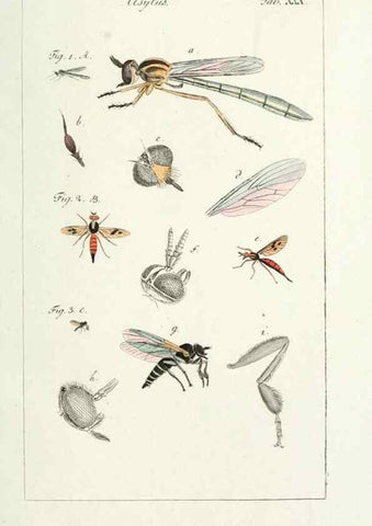 Reproducción/Reproduction 49579661993: Genres des mouches diptères représentés en XLII. planches projettées et dessinées. Zuric, Orell :Fueslie et compagnie,1803.. 