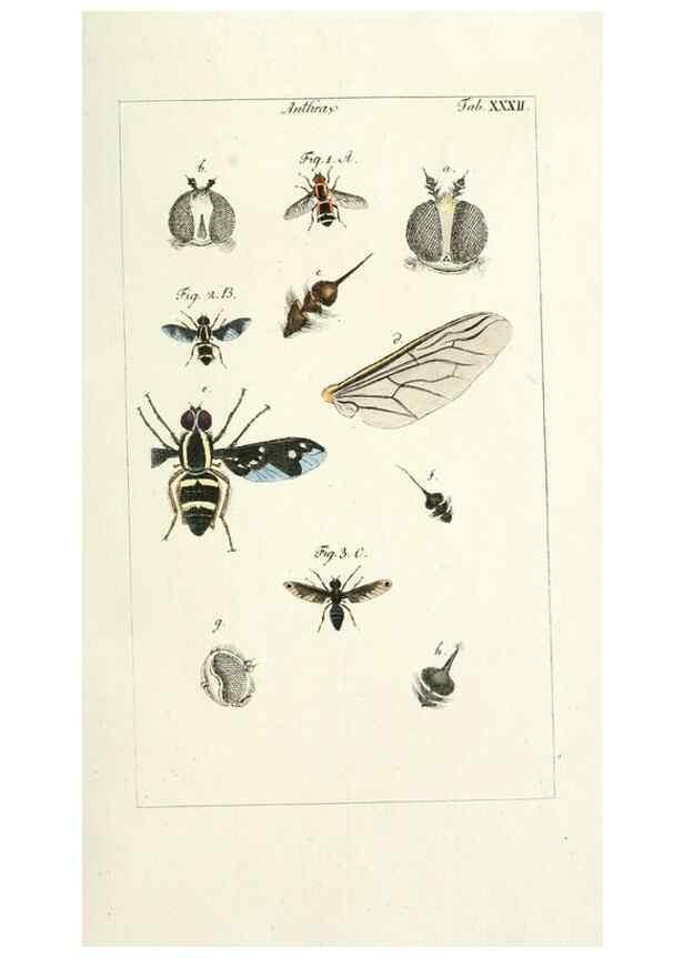 Reproducción/Reproduction 49579662853: Genres des mouches diptères représentés en XLII. planches projettées et dessinées. Zuric, Orell :Fueslie et compagnie,1803.. 