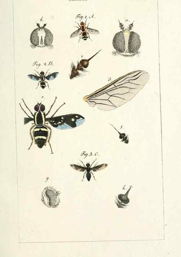 Reproducción/Reproduction 49579662853: Genres des mouches diptères représentés en XLII. planches projettées et dessinées. Zuric, Orell :Fueslie et compagnie,1803.. 
