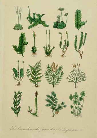Reproducción/Reproduction 49583430132: Le Règne végétal;. Paris,L. Guérin,1870-72.. 