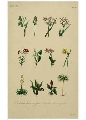 Reproducción/Reproduction 49583430302: Le Règne végétal;. Paris,L. Guérin,1870-72.. 