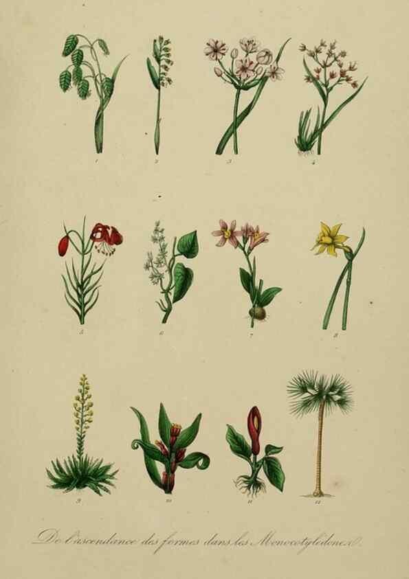Reproducción/Reproduction 49583430302: Le Règne végétal;. Paris,L. Guérin,1870-72.. 