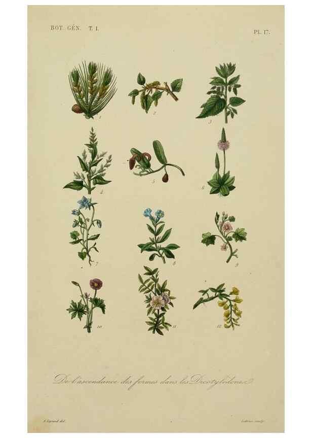Reproducción/Reproduction 49582698433: Le Règne végétal;. Paris,L. Guérin,1870-72.. 