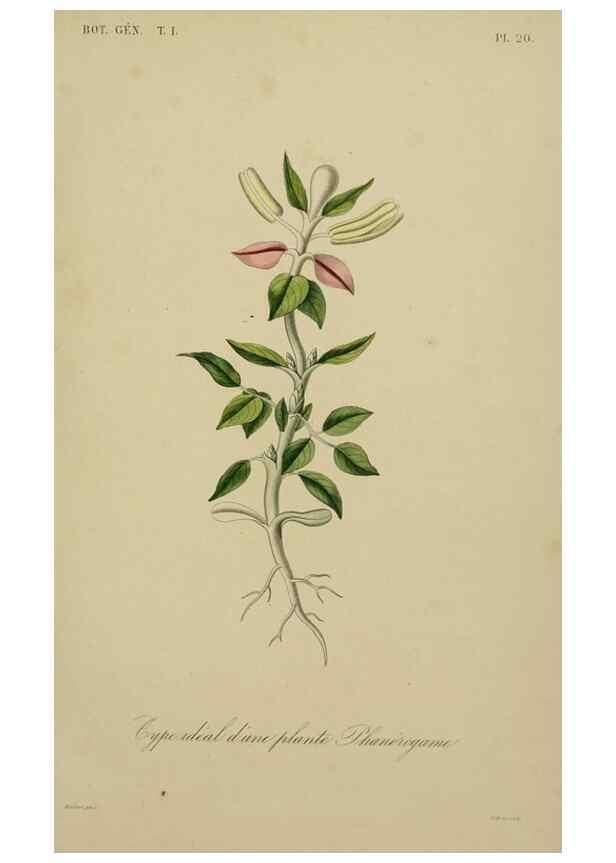Reproducción/Reproduction 49583195131: Le Règne végétal;. Paris,L. Guérin,1870-72.. 