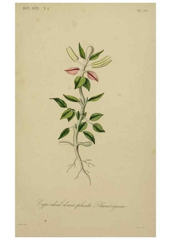 Reproducción/Reproduction 49583195131: Le Règne végétal;. Paris,L. Guérin,1870-72.. 