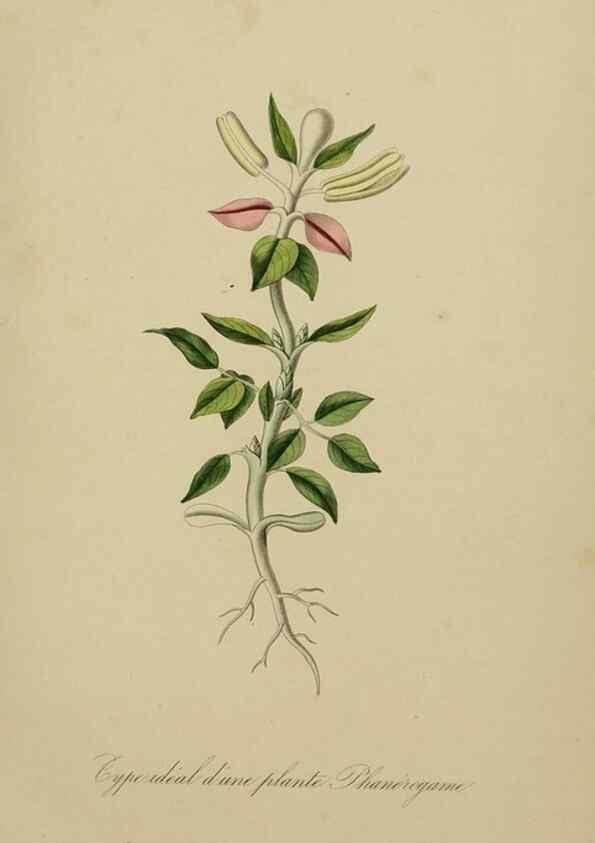 Reproducción/Reproduction 49583195131: Le Règne végétal;. Paris,L. Guérin,1870-72.. 