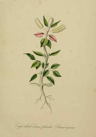 Reproducción/Reproduction 49583195131: Le Règne végétal;. Paris,L. Guérin,1870-72.. 