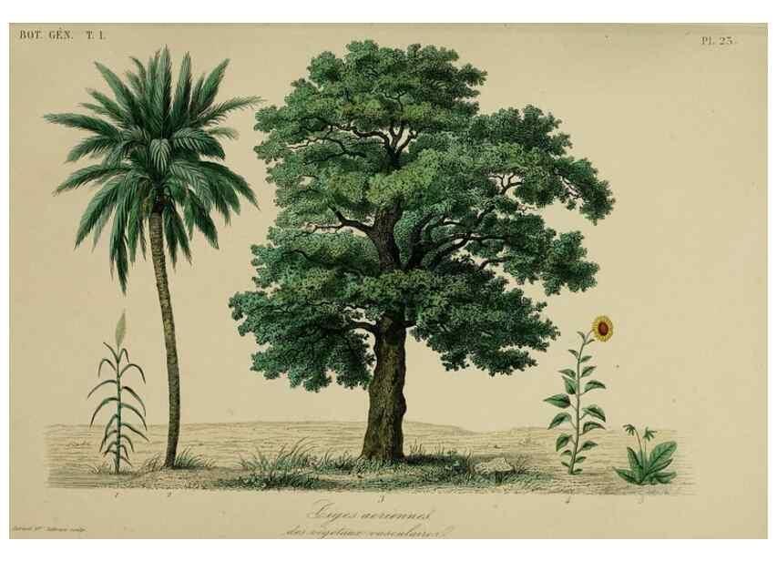 Reproducción/Reproduction 49582699628: Le Règne végétal;. Paris,L. Guérin,1870-72.. 