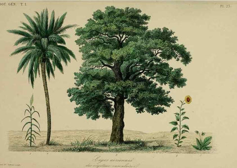 Reproducción/Reproduction 49582699628: Le Règne végétal;. Paris,L. Guérin,1870-72.. 