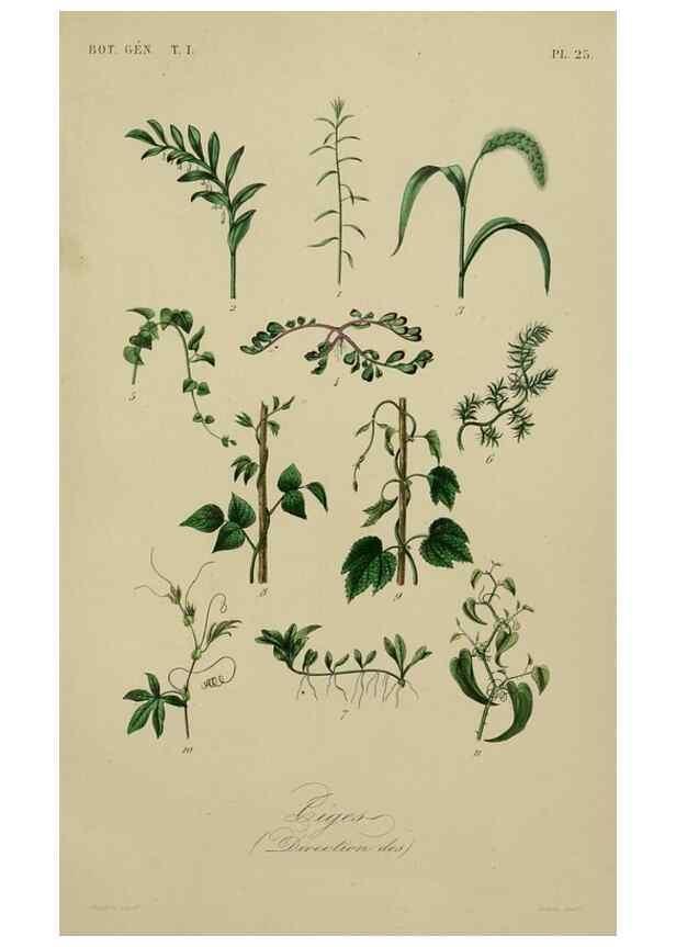 Reproducción/Reproduction 49582700088: Le Règne végétal;. Paris,L. Guérin,1870-72.. 