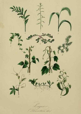 Reproducción/Reproduction 49582700088: Le Règne végétal;. Paris,L. Guérin,1870-72.. 