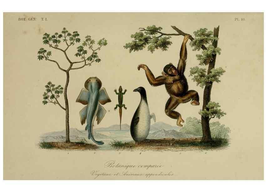 Reproducción/Reproduction 49582696923: Le Règne végétal;. Paris,L. Guérin,1870-72.. 
