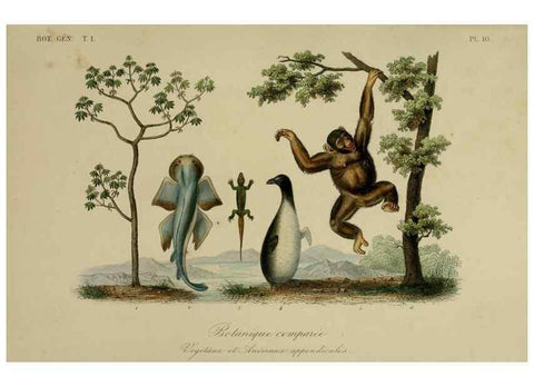 Reproducción/Reproduction 49582696923: Le Règne végétal;. Paris,L. Guérin,1870-72.. 