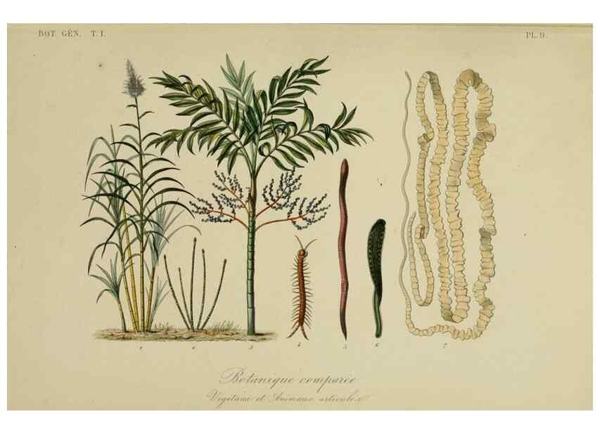 Reproducción/Reproduction 49582696683: Le Règne végétal;. Paris,L. Guérin,1870-72.. 