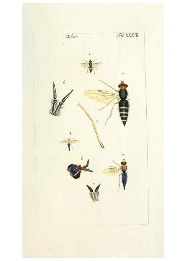 Reproducción/Reproduction 49580162916: Genres des mouches diptères représentés en XLII. planches projettées et dessinées. Zuric, Orell :Fueslie et compagnie,1803.. 
