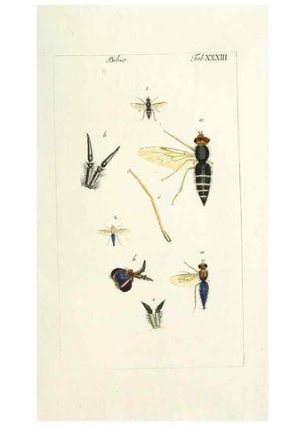 Reproducción/Reproduction 49580162916: Genres des mouches diptères représentés en XLII. planches projettées et dessinées. Zuric, Orell :Fueslie et compagnie,1803.. 