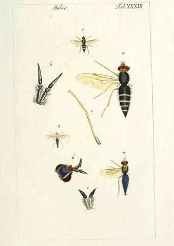 Reproducción/Reproduction 49580162916: Genres des mouches diptères représentés en XLII. planches projettées et dessinées. Zuric, Orell :Fueslie et compagnie,1803.. 