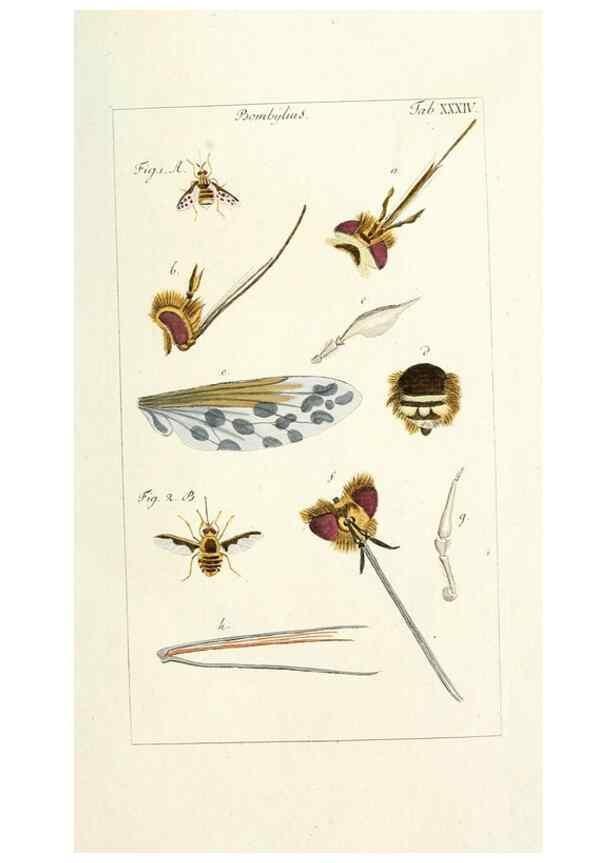 Reproducción/Reproduction 49579663533: Genres des mouches diptères représentés en XLII. planches projettées et dessinées. Zuric, Orell :Fueslie et compagnie,1803.. 