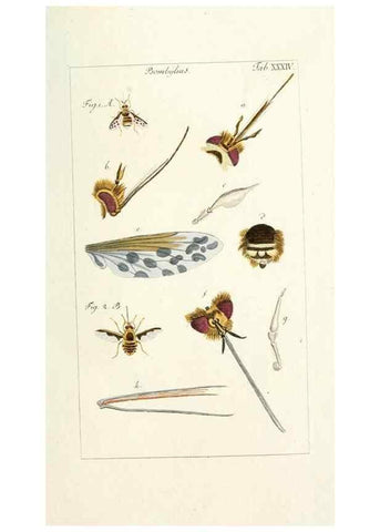 Reproducción/Reproduction 49579663533: Genres des mouches diptères représentés en XLII. planches projettées et dessinées. Zuric, Orell :Fueslie et compagnie,1803.. 