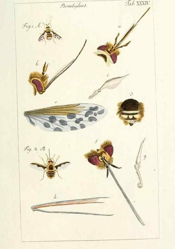 Reproducción/Reproduction 49579663533: Genres des mouches diptères représentés en XLII. planches projettées et dessinées. Zuric, Orell :Fueslie et compagnie,1803.. 