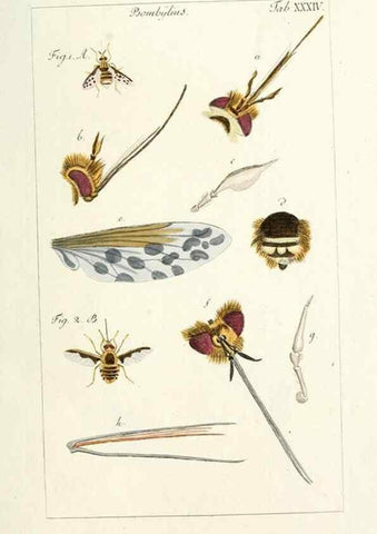 Reproducción/Reproduction 49579663533: Genres des mouches diptères représentés en XLII. planches projettées et dessinées. Zuric, Orell :Fueslie et compagnie,1803.. 