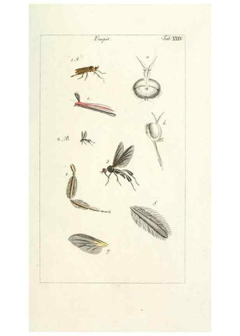 Reproducción/Reproduction 49579663938: Genres des mouches diptères représentés en XLII. planches projettées et dessinées. Zuric, Orell :Fueslie et compagnie,1803.. 