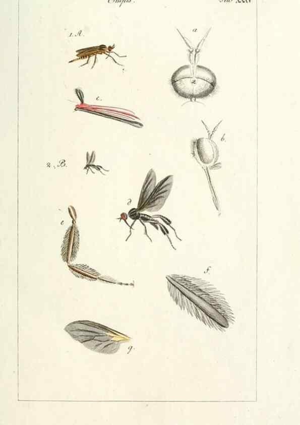 Reproducción/Reproduction 49579663938: Genres des mouches diptères représentés en XLII. planches projettées et dessinées. Zuric, Orell :Fueslie et compagnie,1803.. 