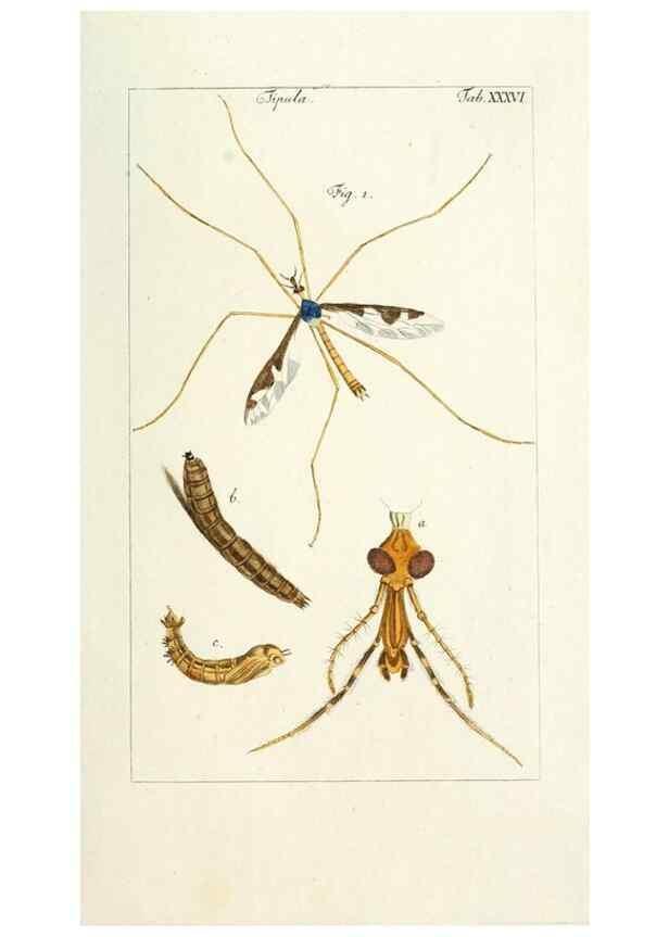 Reproducción/Reproduction 49580164041: Genres des mouches diptères représentés en XLII. planches projettées et dessinées. Zuric, Orell :Fueslie et compagnie,1803.. 