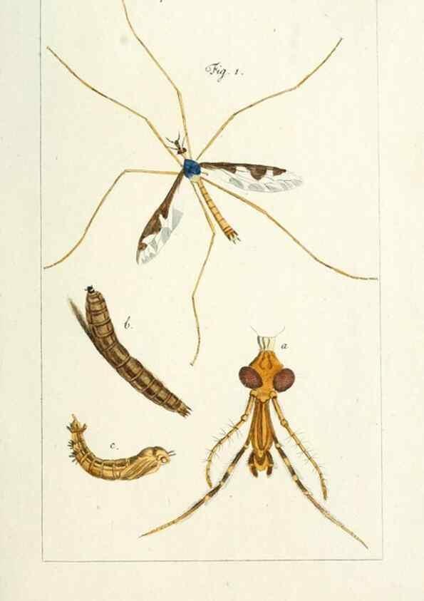 Reproducción/Reproduction 49580164041: Genres des mouches diptères représentés en XLII. planches projettées et dessinées. Zuric, Orell :Fueslie et compagnie,1803.. 